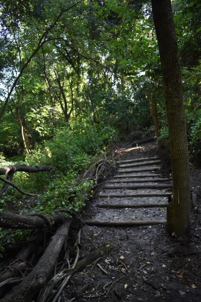 nature trail steps