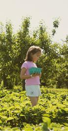 girl picking strawberries