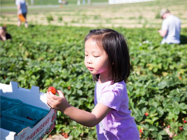 little girl picking strawberries