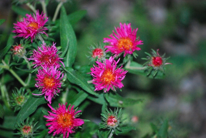 Image of the flower of Symphyotrichum novae-angliae ‘Alma Potschke’ (Alma Potschke New England Aster) taken in evening on September 16, 2025..