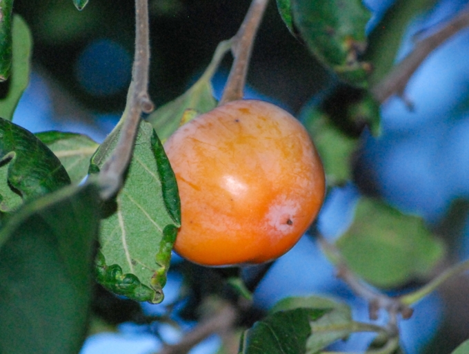 Image of the matured fruit of Diospyros virginiana (Common Persimmon) in the evening on September 16, 2025.