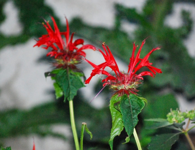 Image of the bright red flowers of Monarda didyma ‘Jacob Cline’ (Jacob Cline Monarda/Bee Balm) taken in the evening of September 16, 2025.