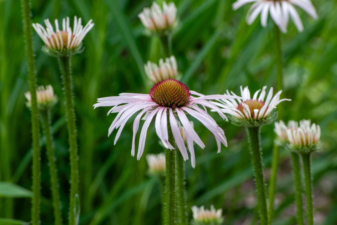Purple coneflowers with thin petals and green stems in a lush outdoor setting.