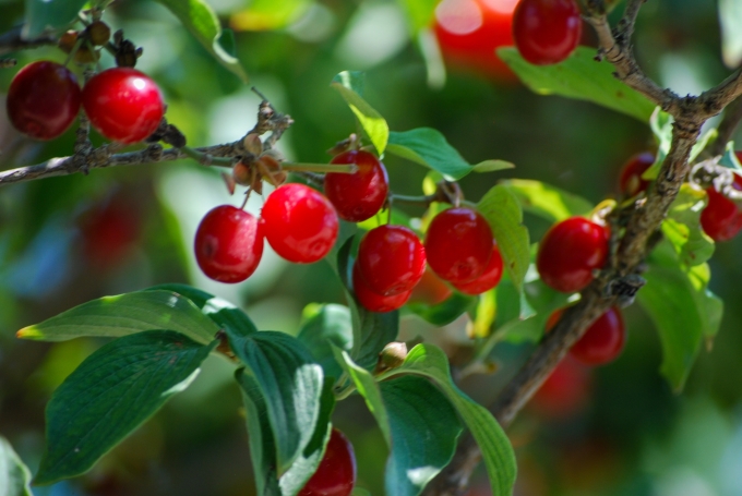 Matured Fruit