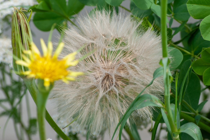 Seed Head
