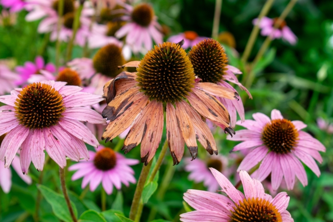 End of Bloom Season