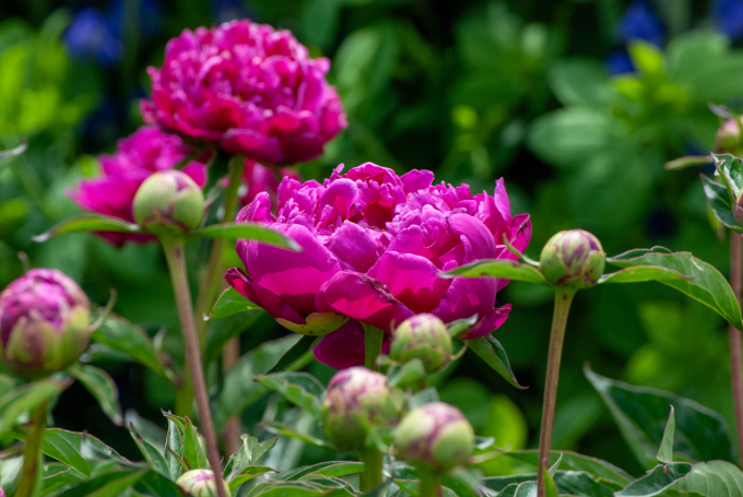 Fuschia peonies blooming in a lush green garden with different shades of green in the background.