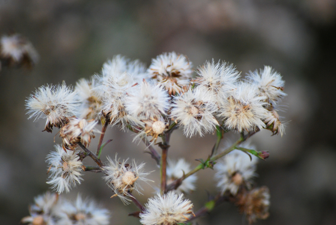 Image of the seedhead of Symphyotrichum laeve (Smooth Blue Aster) in the evening on a late-fall day of 2025.