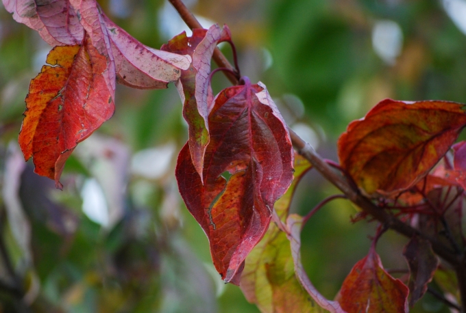 Image of the red and purple foliage of Cornus drummondii (Roughleaf Dogwood) in the fall.