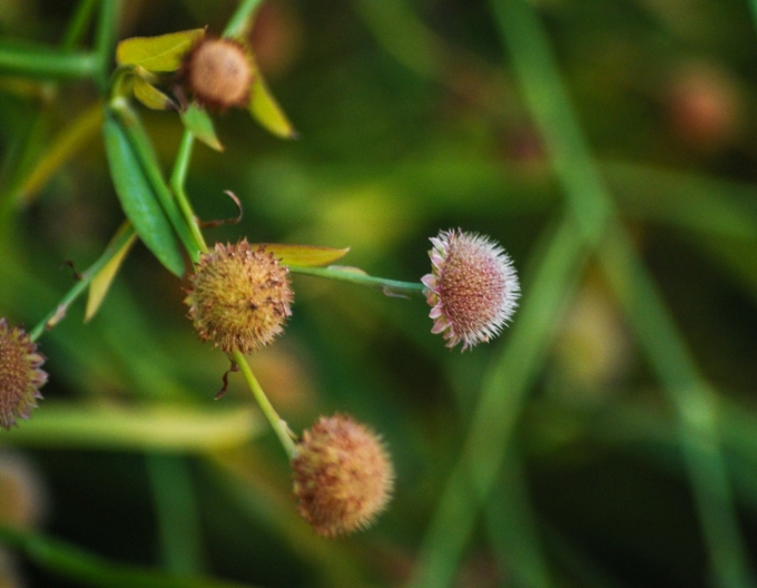 Image of the spent flower and seedhead of Boltonia asteroides (False aster) in the late evening on a fall day. 