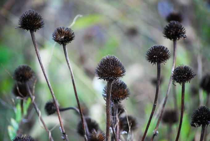Image of the seedhead of Echinacea purpurea (Purple Coneflower) taken in the evening of a late fall day.