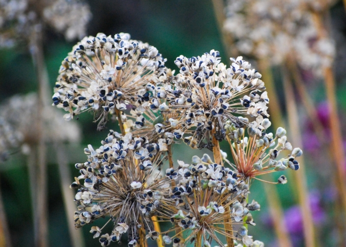 Image of the spent flower or seadhead of Allium stellatum (Prairie Onion) taken in the late afternoon..