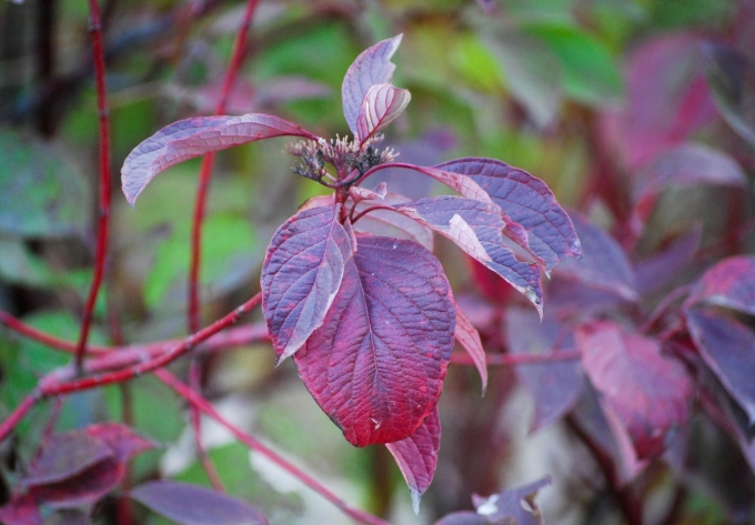 Image of the purple-red foliage of Cornus stolonifera 'Arctic Fire' (Arctic Fire® Red Twig Dogwood) taken in late evening on a fall day.