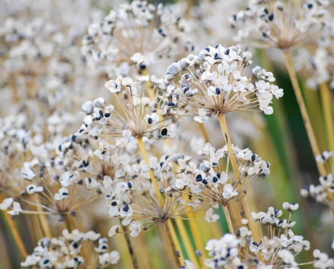 Image of the spent flower or seadhead of Allium stellatum (Prairie Onion) taken in the late afternoon..