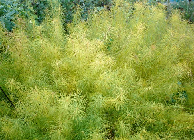 Image of the golden foliage of Amsonia hubrichtii (Threadleaf Bluestar) in the fall.