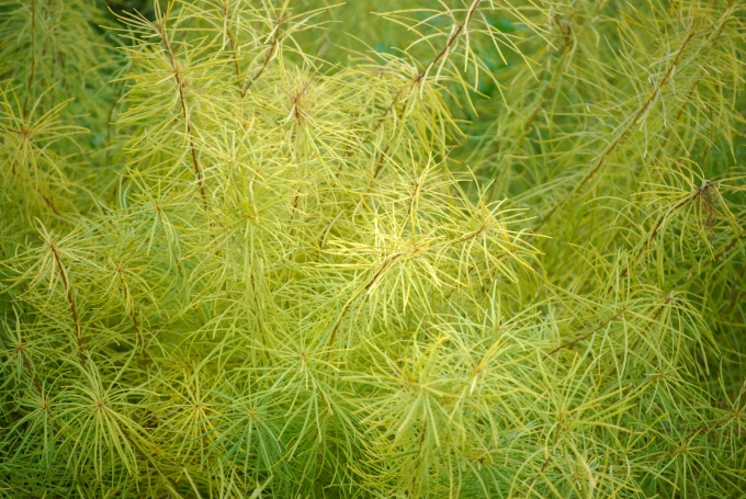 Image of the golden foliage of Amsonia hubrichtii (Threadleaf Bluestar) in the fall.