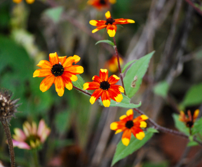 Image of the flower of Rudbeckia triloba ‘Prairie Glow’ (Prairie Glow Brown-Eyed Susan) taken in the late afternoon on a late-fall day in 2025.