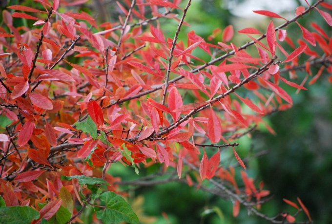 Image of the bright red-orange foliage of Prunus pumila (Sand Cherry) taken in late evening on a fall day.