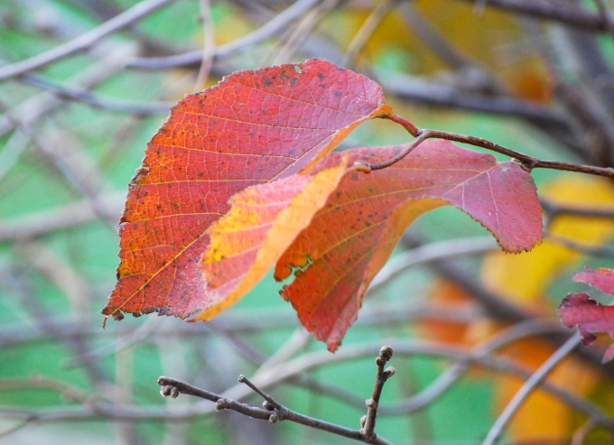 Image of the red-orange foliage of Corylus americana (American Hazelnut) taken in late evening on a fall day.