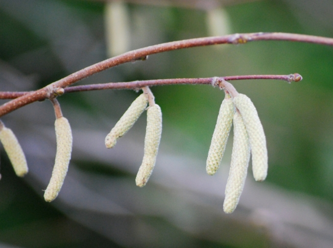 Image of the catkins or small flowers of Corylus americana (American Hazelnut) taken in late evening on a fall day.