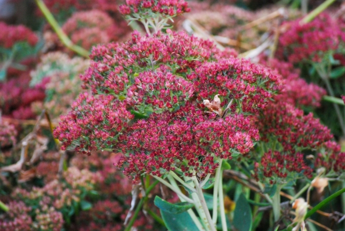 Image of the spent flowers of Hylotelephium ‘Herbstfreude’ (Autumn Joy Sedum) taken in the late afternoon on a late fall day.