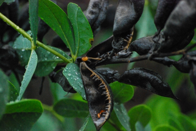Matured Seed Pod