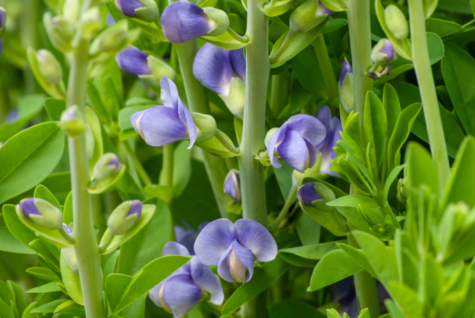 Light blue flowers with a bright green background