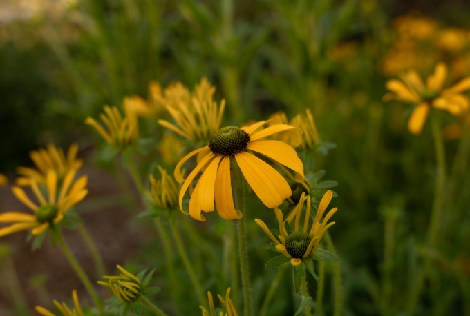 Flower - Afternoon