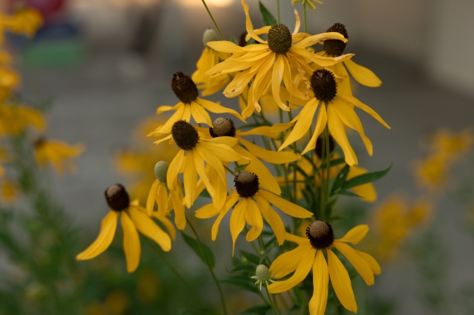 Flowers