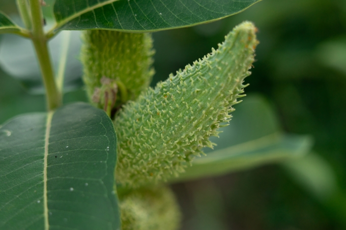 Milkweed Seedpod