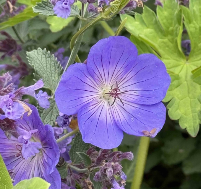 Flower