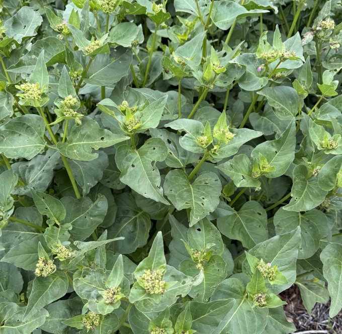 Plant