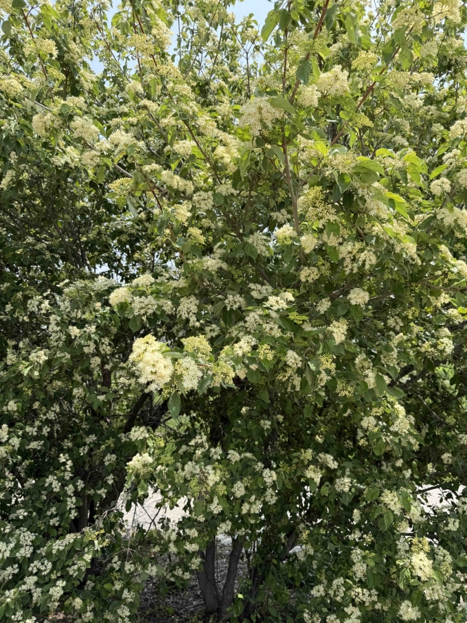 Plant