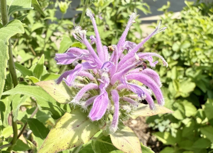 Flower