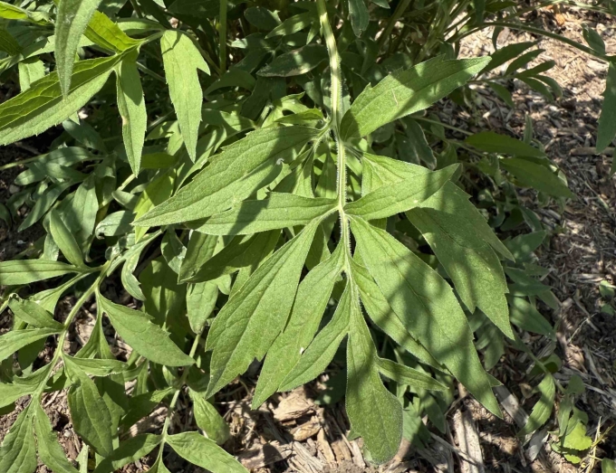 Foliage