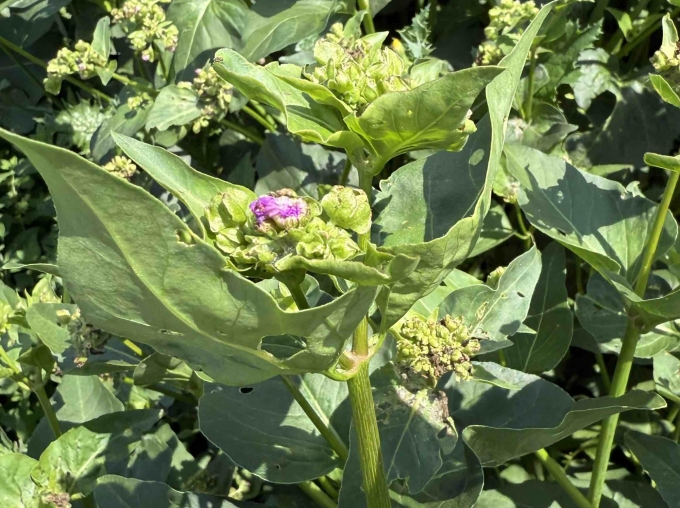 Plant