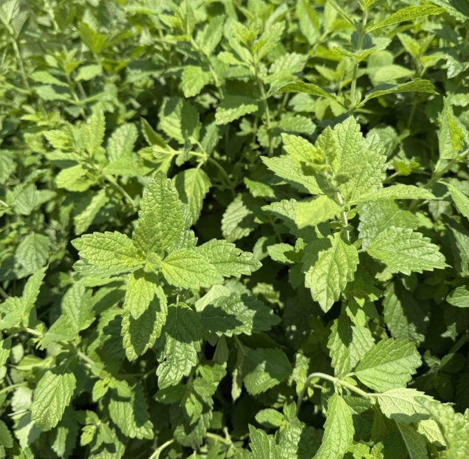 Leaves