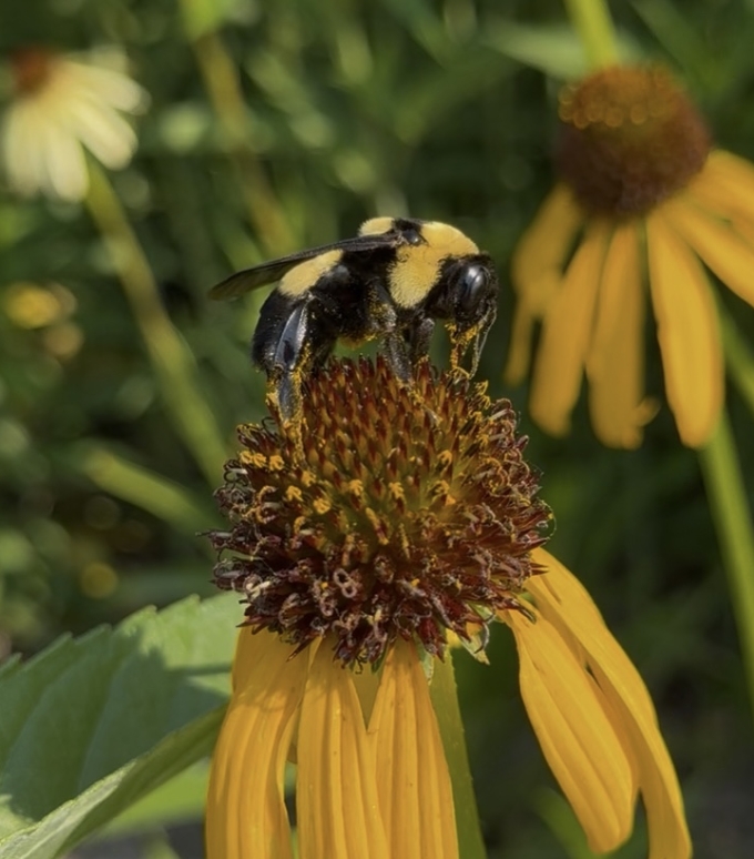 Bee on Flower
