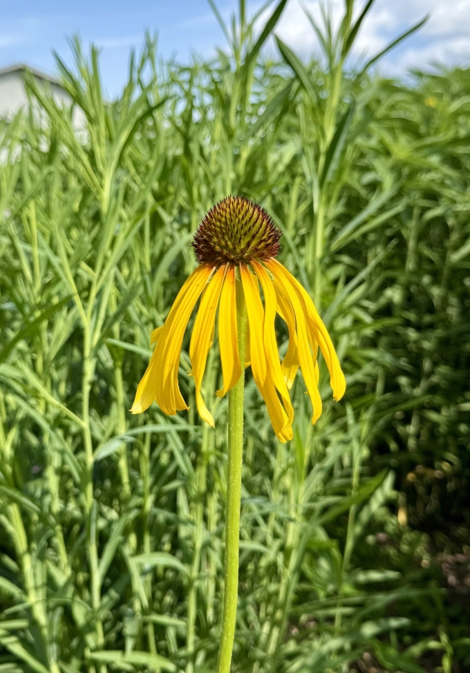 Plant