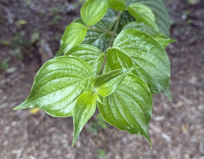 Leaves