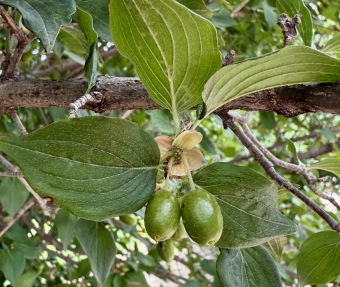 Fruit