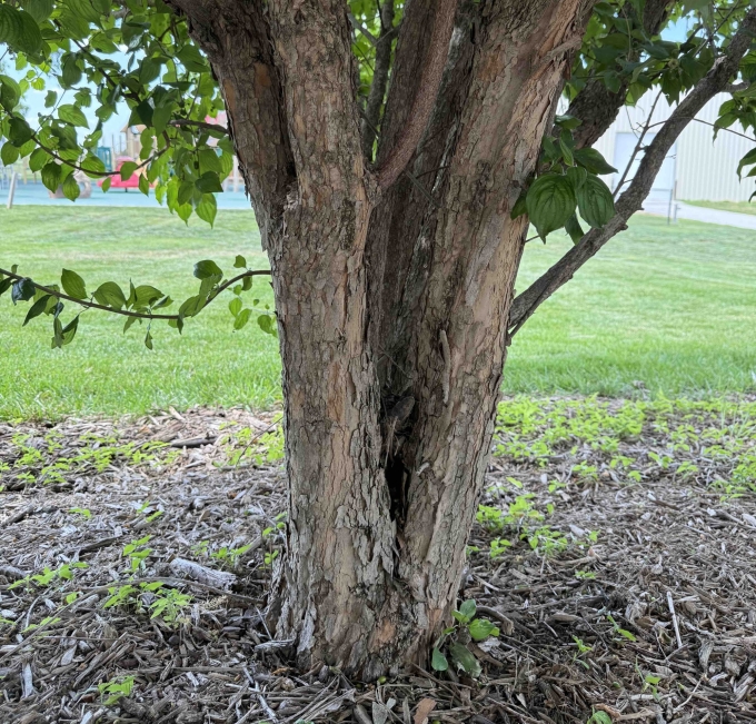 Bark
