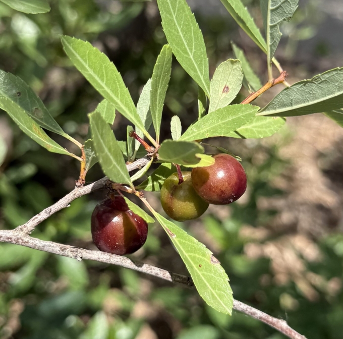 Fruit