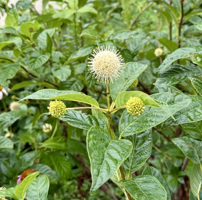 Button Bush