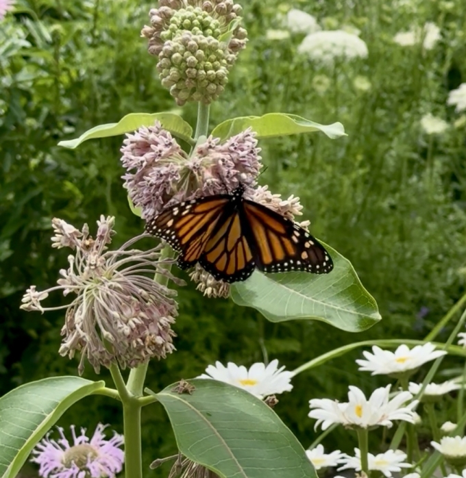 Butterfly on Milkweed