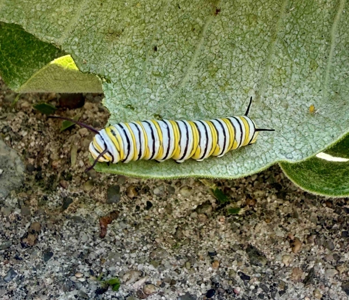 Caterpillar on Milkweed