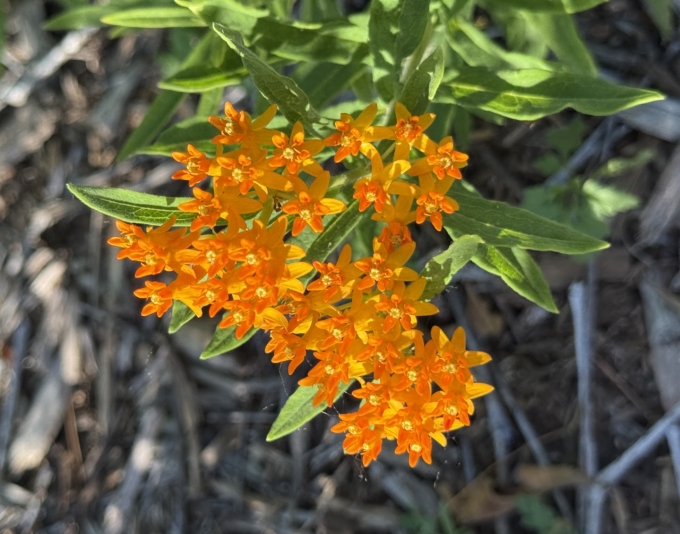 Plant with Flower