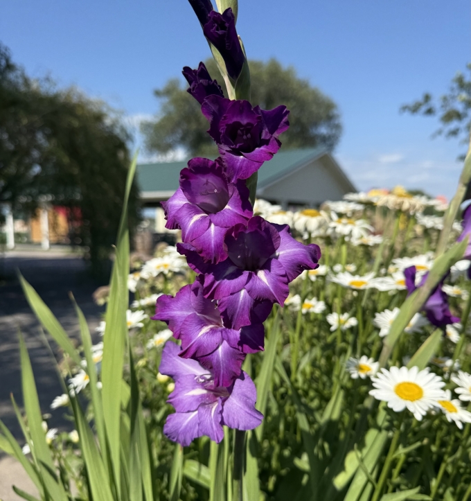 Flower