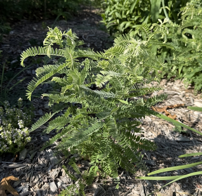 Foliage