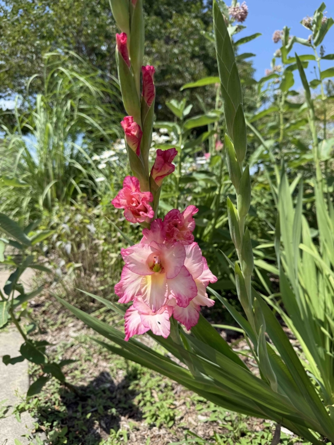 Flower